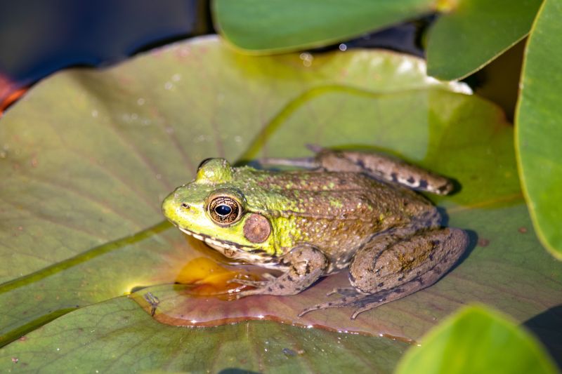 Frog Extermination