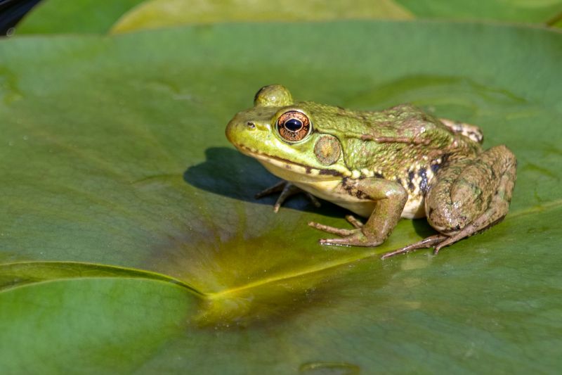 Cost of Frog Extermination — Cost of Frog Extermination