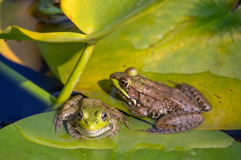 Frog Habitat Reduction