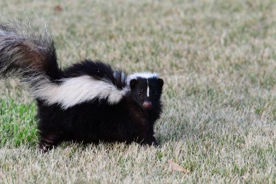 Skunk in Yard