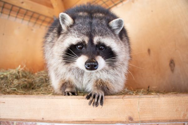 Raccoon Removal