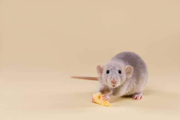Mice Extermination - Mice Extermination Delray Beach, Florida