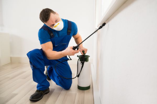 Insect Extermination - Insect Extermination Delray Beach, Florida