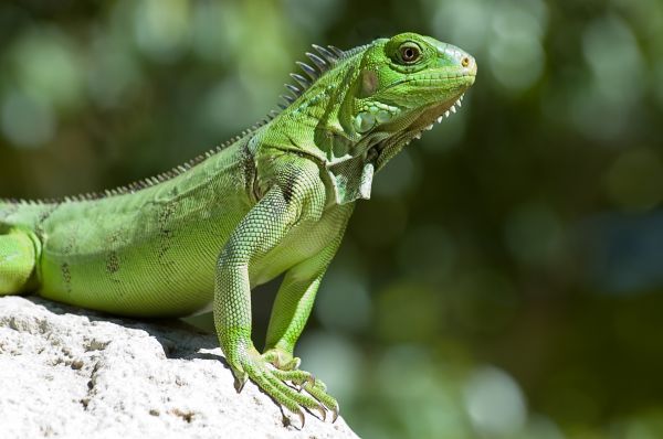 Iguana Extermination - Iguana Extermination Delray Beach, Florida